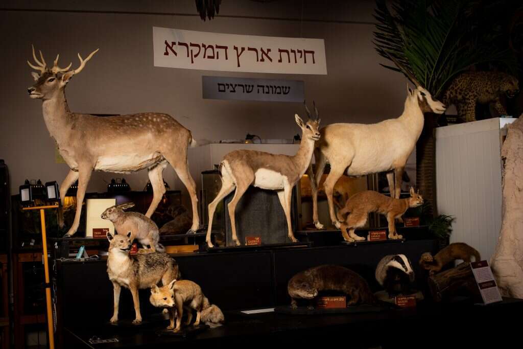 "ילד ששומר כשרות מגיע לכאן ומבין מה זה 'מפריסה פרסה'". | אריק סולטן