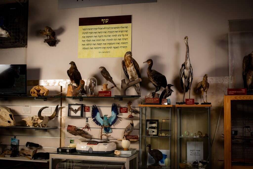 מיצגים במוזיאון. | אריק סולטן