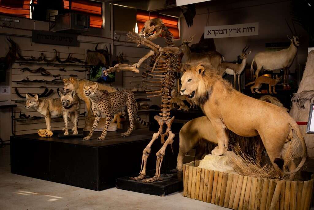 הפוחלצים הגיעו מגני החיות בארץ. | אריק סולטן