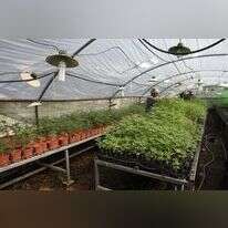 גידול קנביס. | רויטרס