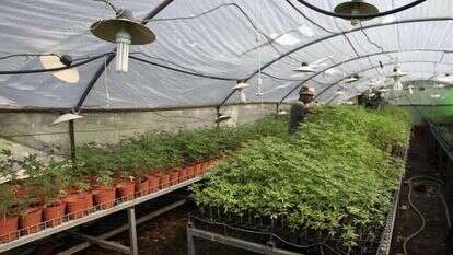 גידול קנביס. | רויטרס גידול קנביס. | רויטרס