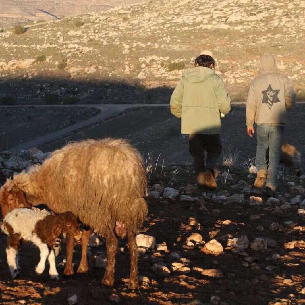 אילוסטרציה | מרים צחי