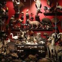 על קיומו היה ידוע במשך שנים, עקבותיו נעלמו כלא היו. האוסף במוזיאון הטבע. | יעל (פרוינד) אברהם