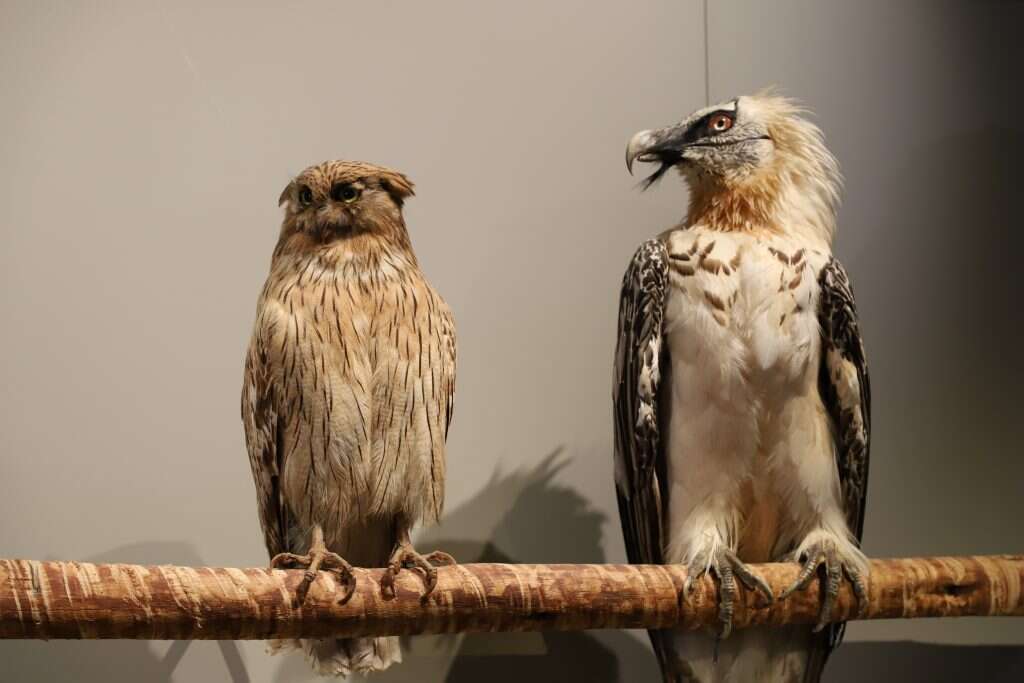 יעל (פרוינד) אברהם