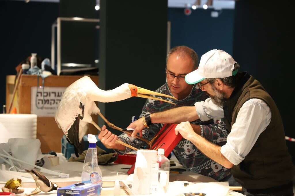 טיפול ארוך ומשקם. המפחלץ איגור גברילוב. | יעל (פרוינד) אברהם