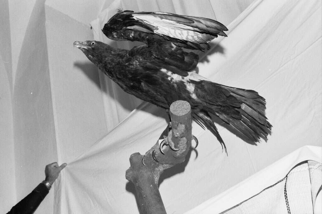 הצטרף לשורת הנכחדים. העיט השחור. | יוסי לשם