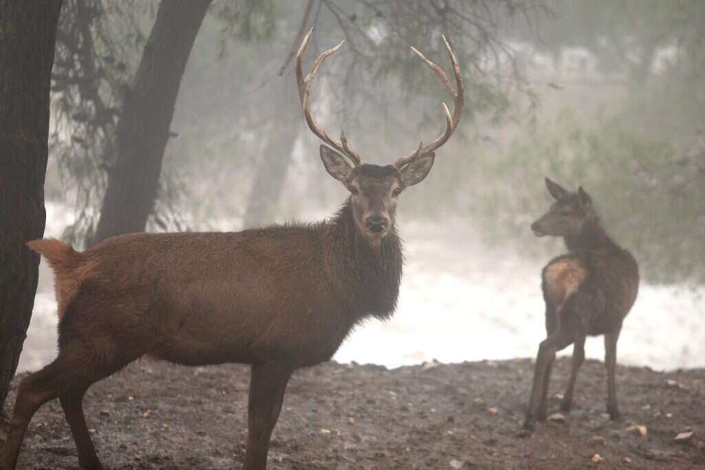 שלג בגוש עציון. | מרים צחי