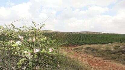 כרם בעמק שילה. | מרים צחי כרם בעמק שילה. | מרים צחי