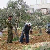 פלסטינים נוטעים עצים. | DMU