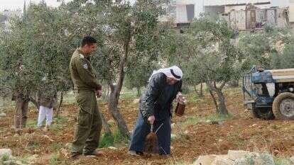 פלסטינים נוטעים עצים. | DMU