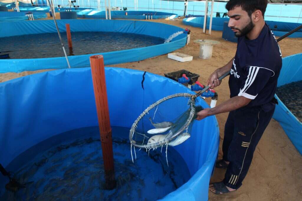 חוות גידול דגים בעזה. | גטי אימג'ס