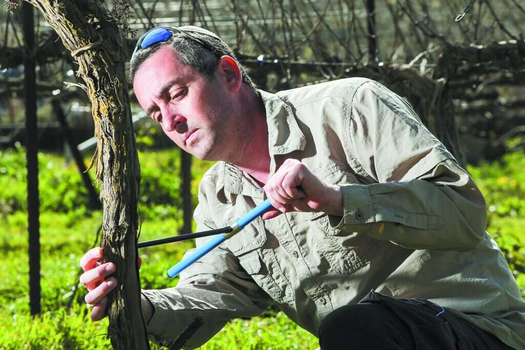 מנסה להבין איזו נוסחה תוליד את הגפן המיטבית. ד"ר נצר עושה ביופסיה לעץ. | מרים צחי מנסה להבין איזו נוסחה תוליד את הגפן המיטבית. ד"ר נצר עושה ביופסיה לעץ. | מרים צחי