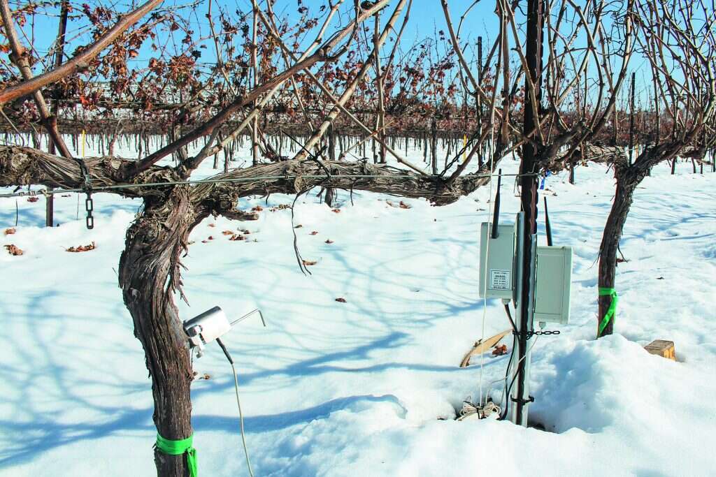 איכות היין משתנה בהתאם לאקלים. כאם בשילה בחורף. | ישי נצר איכות היין משתנה בהתאם לאקלים. כאם בשילה בחורף. | ישי נצר