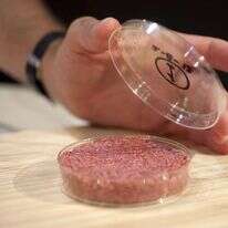 ההמבורגר המתורבת הראשון מוצג בלונדון. | EPA