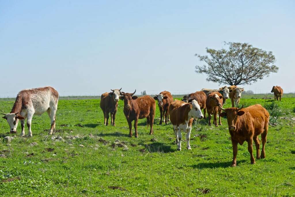 פרות ברמת הגולן. | גיל אליהו - ג'יני