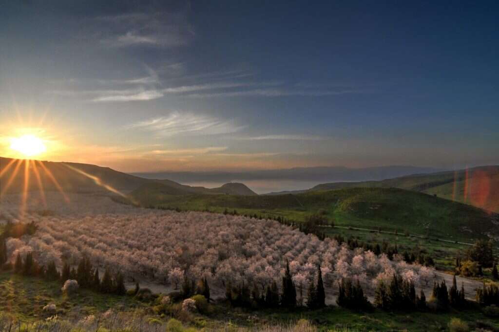 שקדיות בסוסיתא. | יהודה וינברג