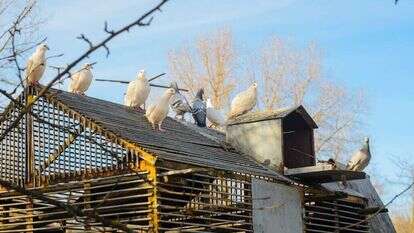 שאטרסטוק שאטרסטוק