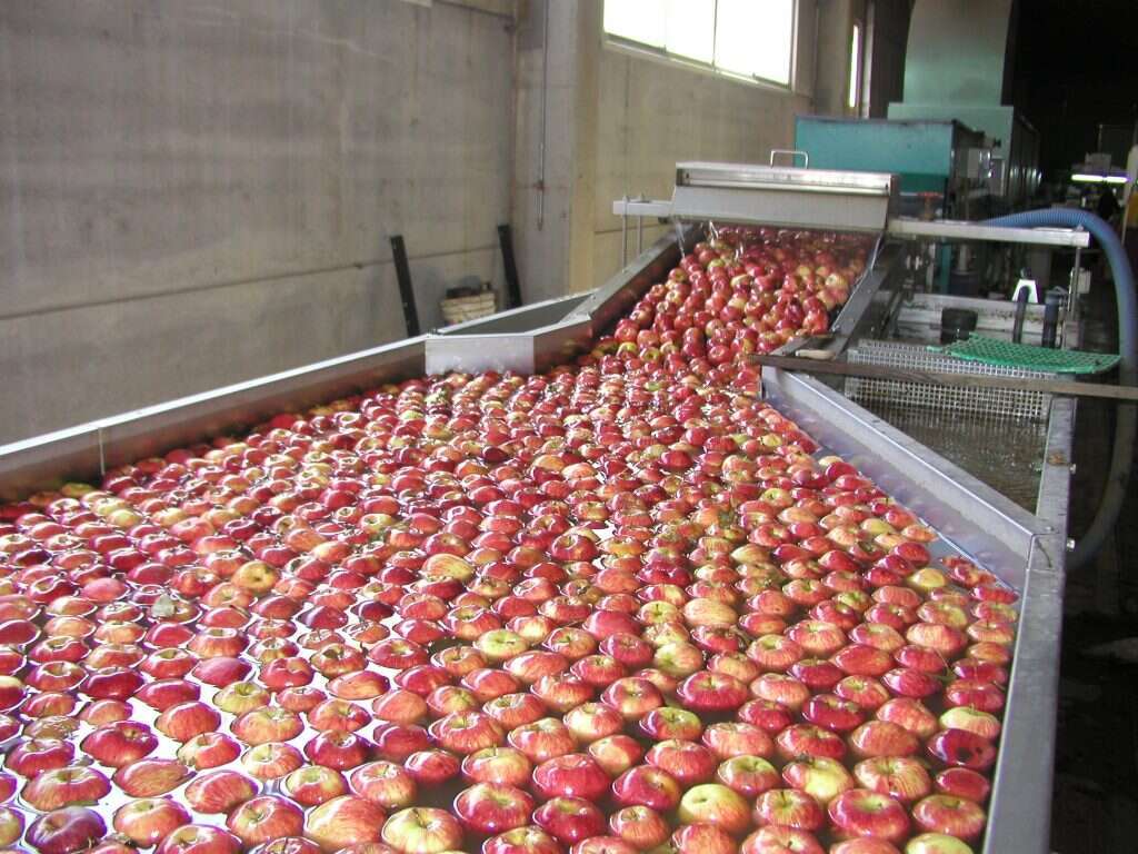 העברת תפוחים לסוריה. | רם שדמון העברת תפוחים לסוריה. | רם שדמון