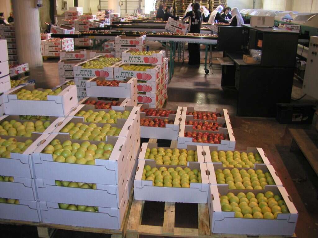 בית אריזה לתפוחים בגולן. | רם שדמון בית אריזה לתפוחים בגולן. | רם שדמון