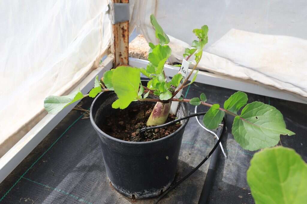 "ראית פעם כזה דבר יפה?" צנונית שנולדה מאוסף מתתיה. | יעל (פורינד) אברהם "ראית פעם כזה דבר יפה?" צנונית שנולדה מאוסף מתתיה. | יעל (פורינד) אברהם