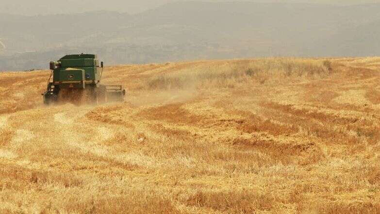 שדה חיטה. | מרים צחי