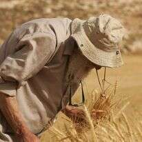 קציר חיטה. | מרים צחי