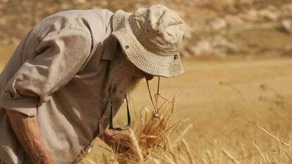 קציר חיטה. | מרים צחי