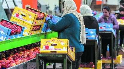 בית אריזה לתפוחים בגולן. | אייל מרגולין - ג'יני