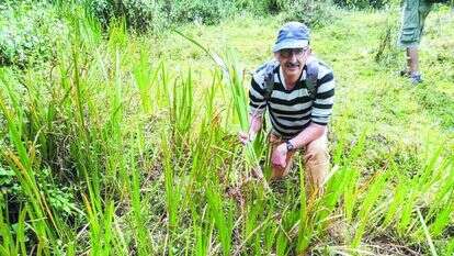 פרופ' זהר עמר וקנה הבושם