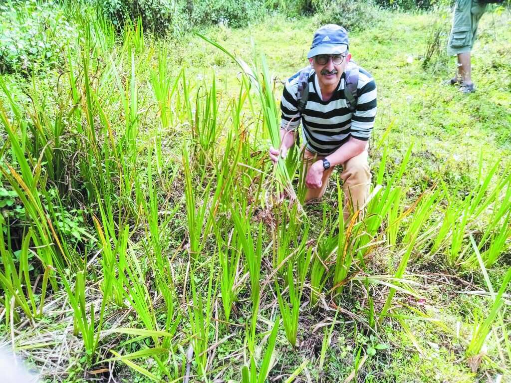 פרופ' זהר עמר וקנה הבושם