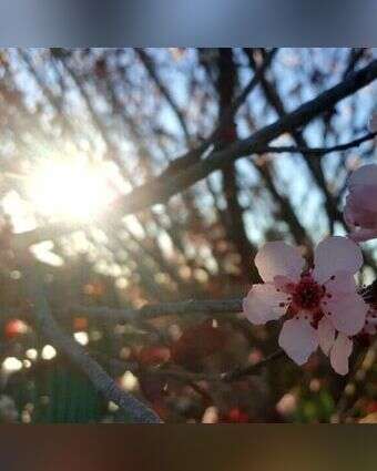 פריחת השזיף | יאיר קראוס