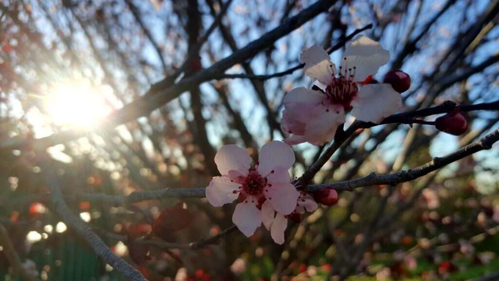 פריחת השזיף. | יאיר קראוס