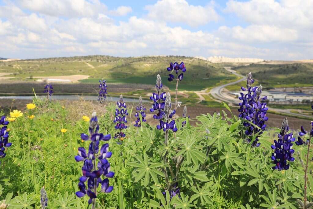 מקור חדש לחלבוןץ תורמוס. | יעל (פרוינד) אברהם