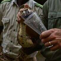 חליבת ארס נחש לצורך הפקת נסיוב בקניה. | AFP