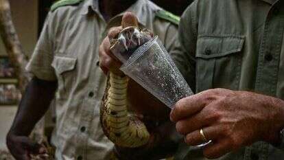 חליבת ארס נחש לצורך הפקת נסיוב בקניה. | AFP