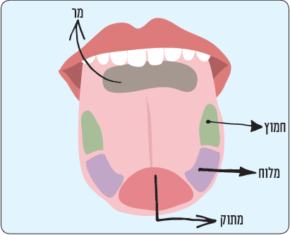 הטעות השתרשה ומסרבת לגווע גם היום. מפת הטעמים בלשון. | שאטרסטוק