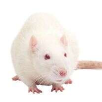 חולדה. | שאטרסטוק