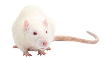 חולדה. | שאטרסטוק