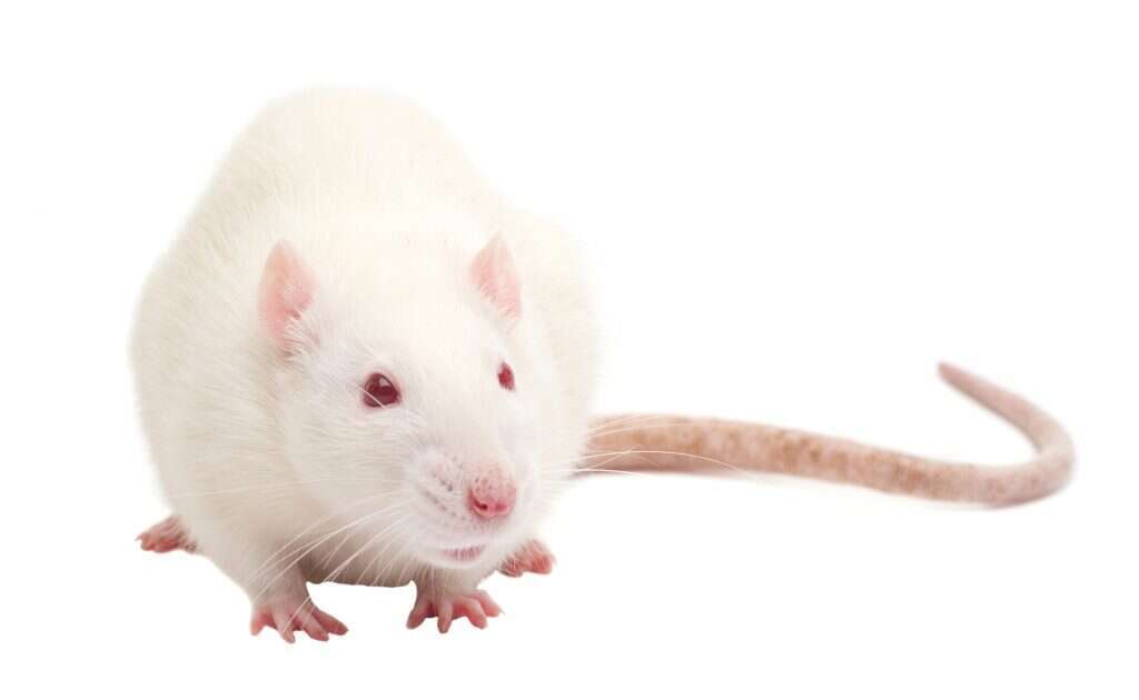 חולדה. | שאטרסטוק