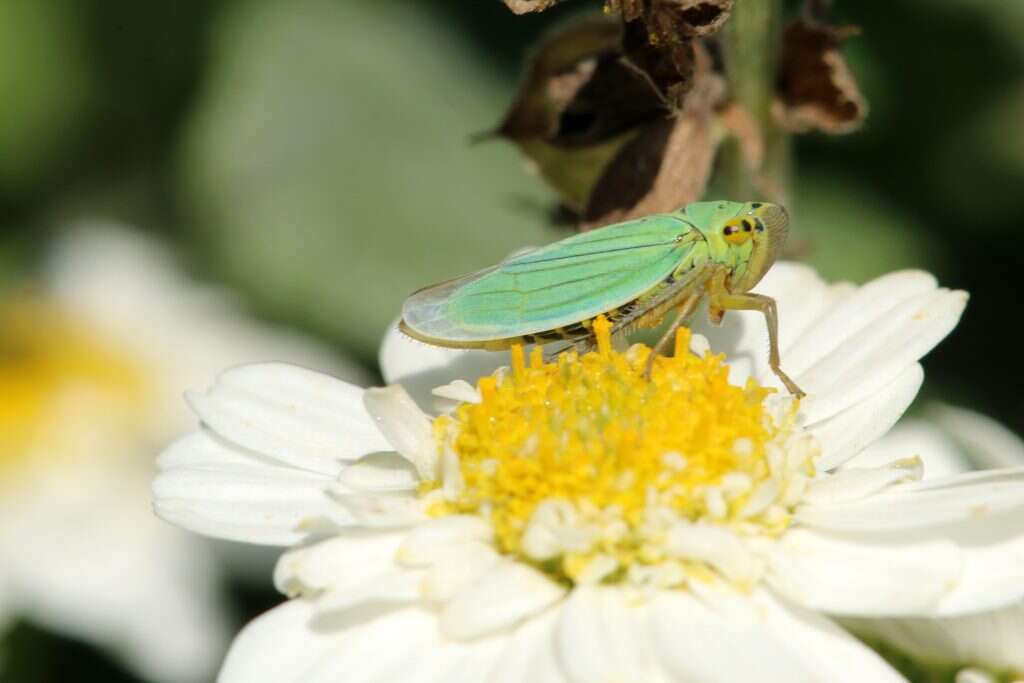 מזמורים מוקלטים לבלימת ההתרבות. ציקדות. | שאטרסטוק
