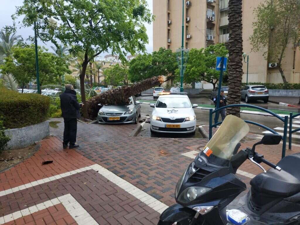 עץ קרס על מכונית בקריית ים. | דוברות קריית ים