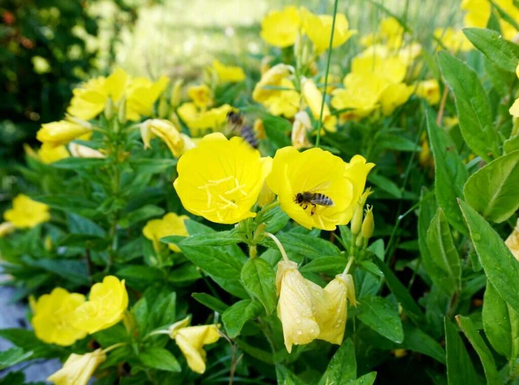 פרח נר הלילה. | שאטרסטוק
