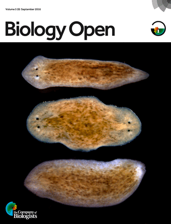 ראש חדש במקום זנב שנחתך. תולעת הפלנריה