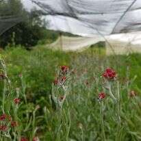 צמיחת הפרח. | אפרת כהן
