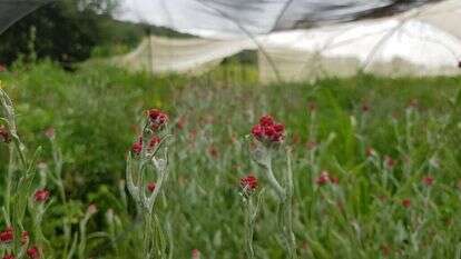 צמיחת הפרח. | אפרת כהן