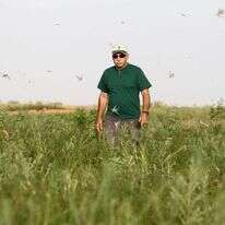 נחילי ארבה בדרום, 2013. | מרים צחי