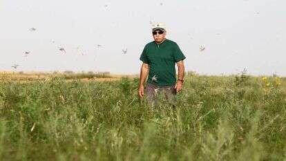 נחילי ארבה בדרום, 2013. | מרים צחי