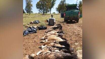 הנשרים שהורעלו. | דודו פילס, רשות הטבע והגנים