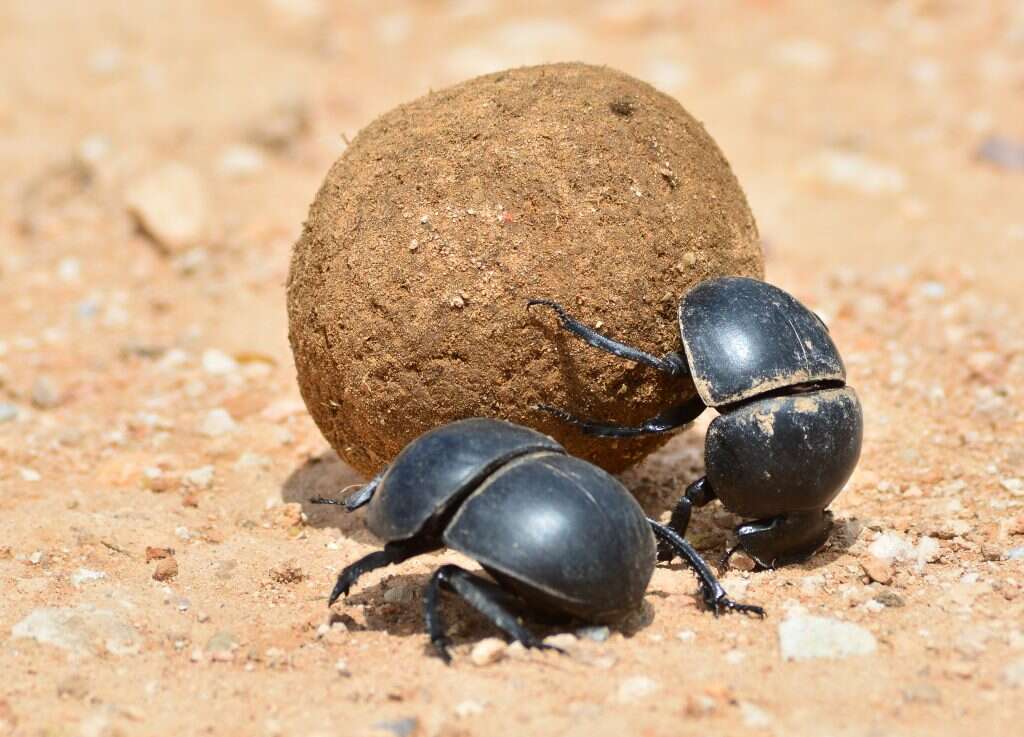 לאכול גללים, זו לא בושה. חיפושיות זבל. | שאטרסטוק
