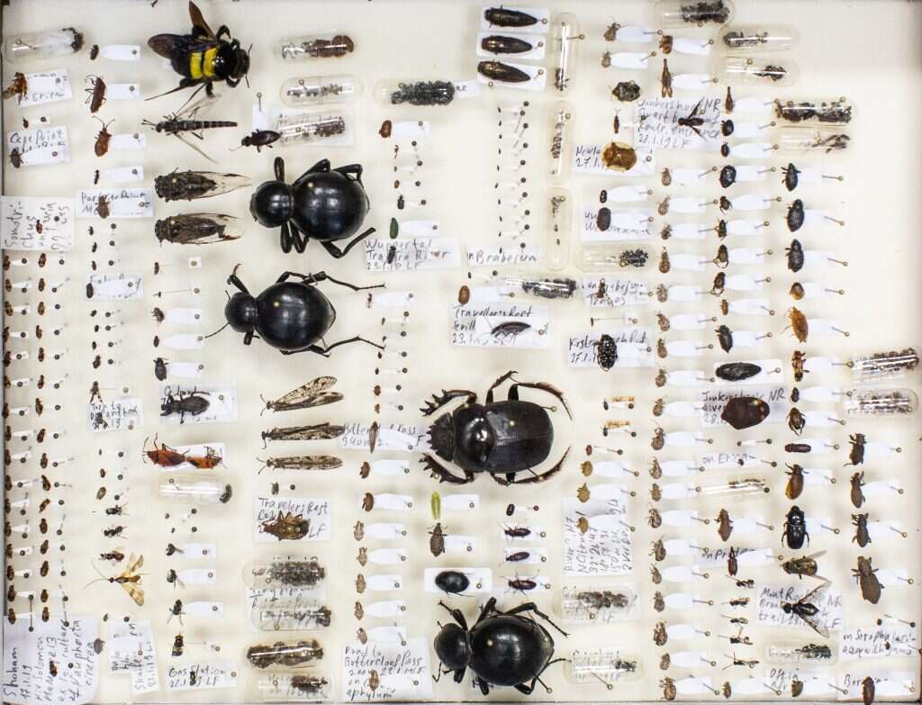 כמה חיפושיות־ענק גונבות את ההצגה מאחיותיהן המשופדות לצידן.
השלל החדש מדרום אפריקה. | אבישג שאר-ישוב